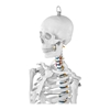 Model anatomiczny szkieletu człowieka 176 cm + Plakat anatomiczny