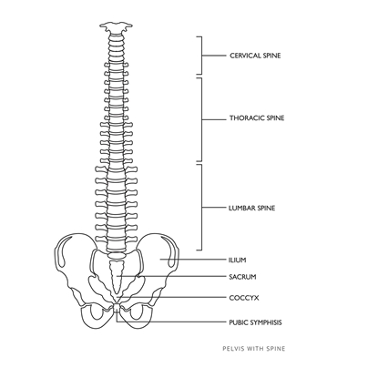 Model anatomiczny kręgosłupa człowieka z męską miednicą 76 cm