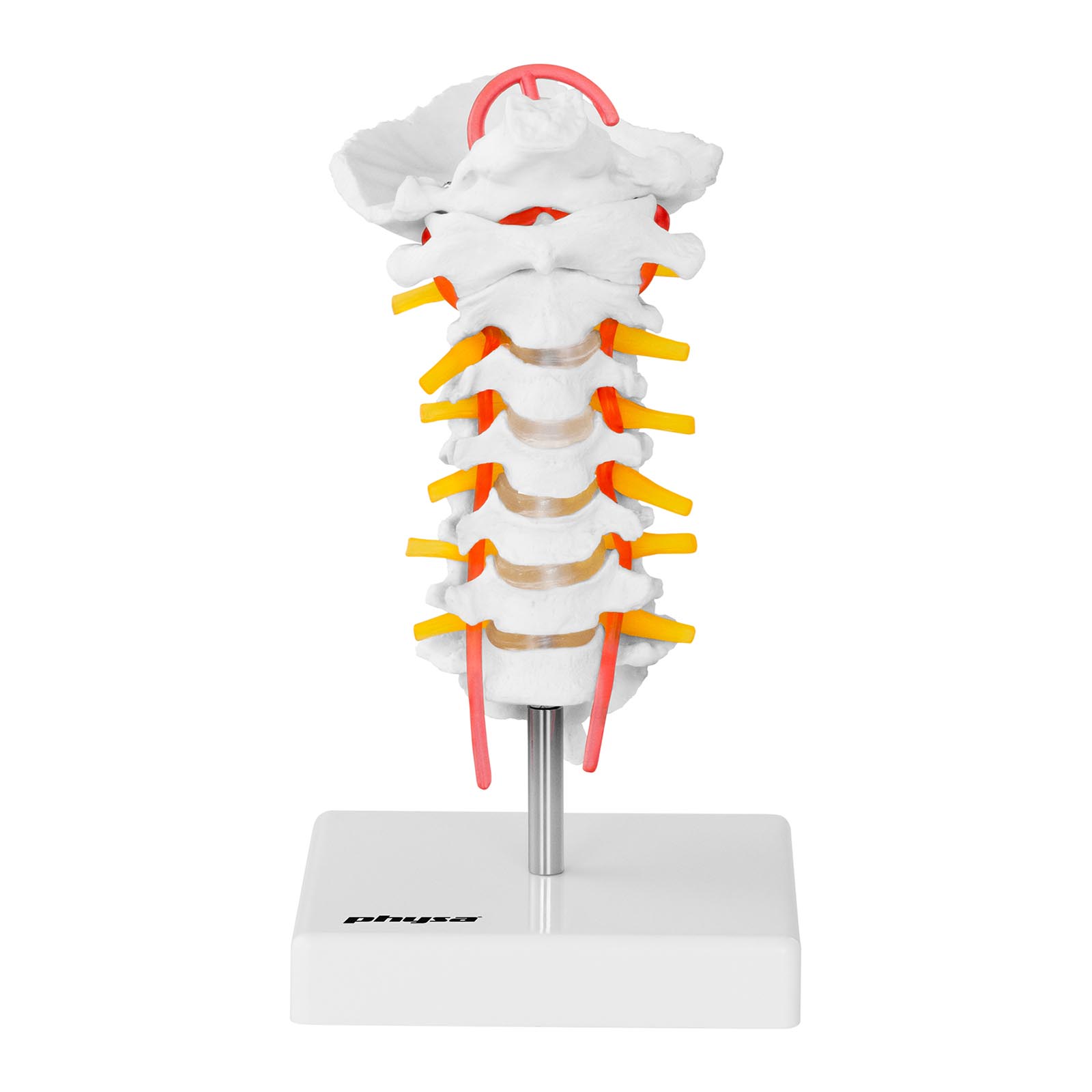 Model Anatomiczny Odcinka Szyjnego Kręgosłupa Człowieka W Skali 11 Urządzenia Medyczne W 5196