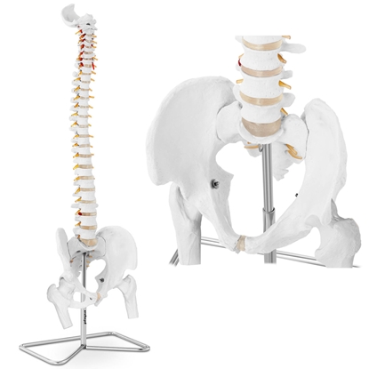 Model anatomiczny ludzkiego kręgosłupa z miednicą męską 86 cm