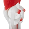 Model anatomiczny stawu kolanowego 3D w skali 1:1