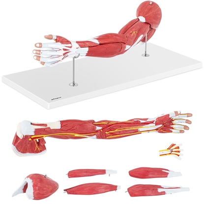 Model anatomiczny ramienia 3D w skali 1:1