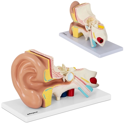 Model anatomiczny 3D ludzkiego ucha