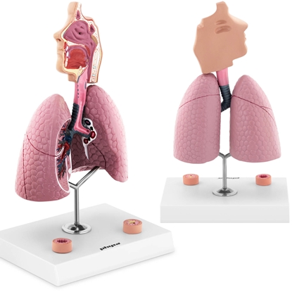 Model anatomiczny 3D układu oddechowego człowieka