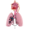 Model anatomiczny 3D układu oddechowego człowieka
