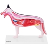 Model anatomiczny 3D psa z wyjmowanymi organami
