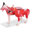 Model anatomiczny 3D psa z wyjmowanymi organami