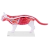 Model anatomiczny 3D kota z wyjmowanymi organami