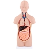 Model anatomiczny 3D tułowia człowieka z wyjmowanymi organami