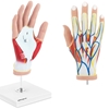 Model anatomiczny 3D dłoni człowieka skala 1:1