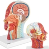 Model anatomiczny 3D głowy i szyi człowieka skala 1:1