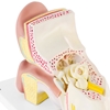 Model anatomiczny 3D ucha człowieka z wyjmowanymi elementami skala 3:1
