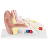 Model anatomiczny 3D ucha człowieka z wyjmowanymi elementami skala 3:1