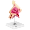 Model anatomiczny 3D jamy nosowej człowieka skala 1:1