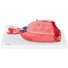 Model anatomiczny układu oddechowego krtani tchawicy serca płuc 7 elementów skala 1:1