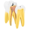 Model anatomiczny 3D zęba trzonowego
