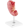 Model anatomiczny 3D żołądka człowieka