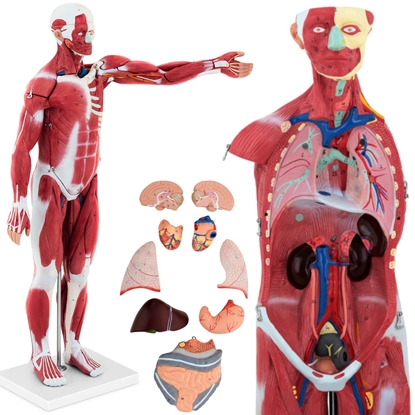 Model anatomiczny 3D ciała człowieka 27 elementów 76 cm
