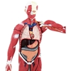 Model anatomiczny 3D ciała człowieka 27 elementów 76 cm