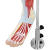 Model anatomiczny 3D mięśni nogi człowieka