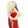 Model anatomiczny 3D mięśni nogi człowieka
