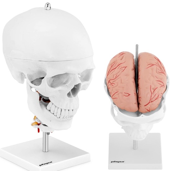 Model anatomiczny 3D czaszki człowieka z mózgiem 7 kręgami skala 1:1